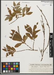 Foto von Salix purpurea L. x Salix silesiaca Willd.